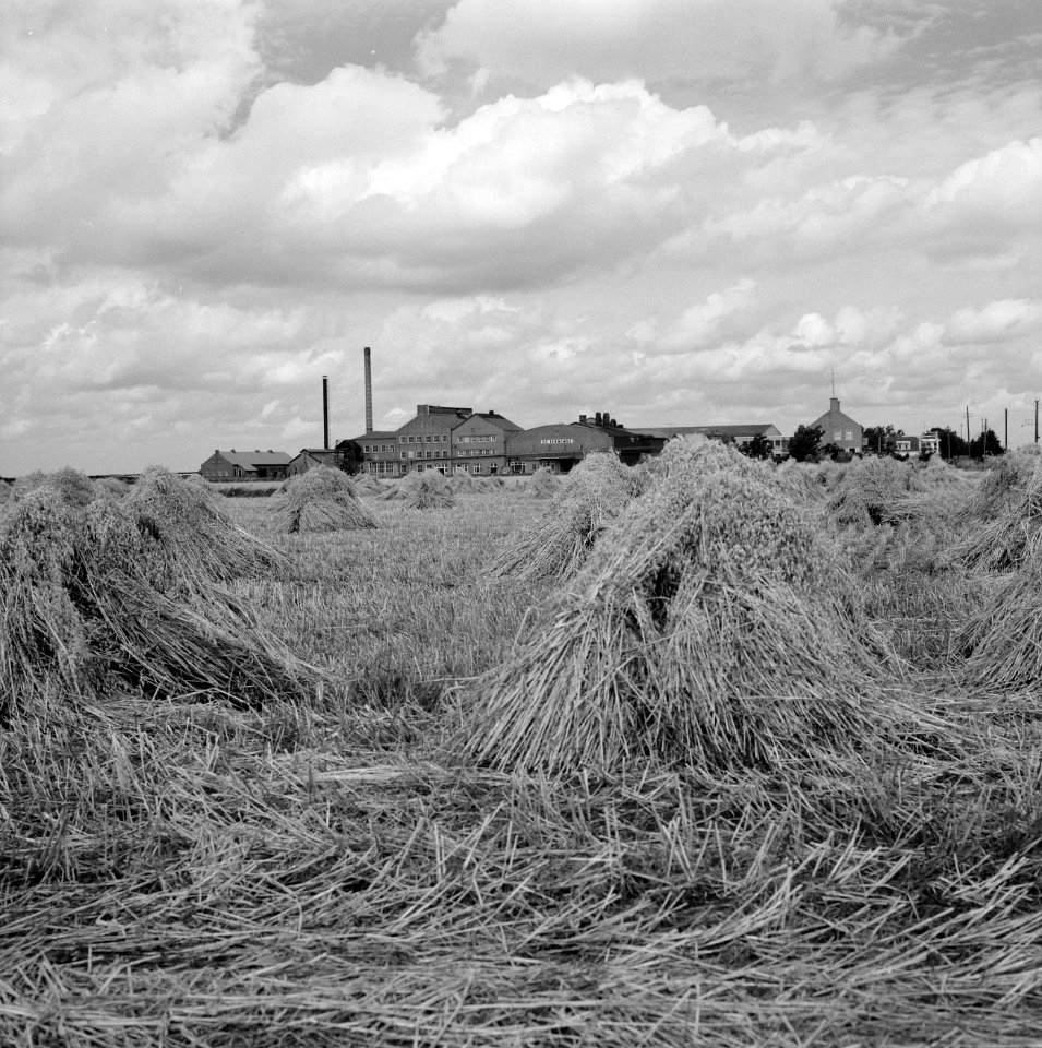 Aardappelmeelfabriek, exterieur, de toekomst nv nieuwe compagnie, Bestanddeelnr 165-0299