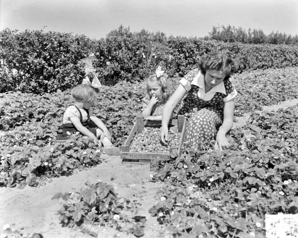 Aardbeienpluk in Heemskerk, Bestanddeelnr 904-6041
