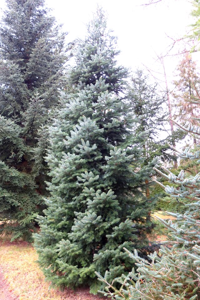 Abies cilicica - Botanischer Garten, Dresden, Germany - DSC08768
