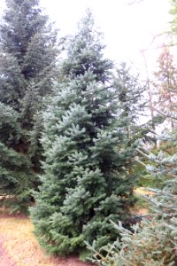 Abies cilicica - Botanischer Garten, Dresden, Germany - DSC08768
