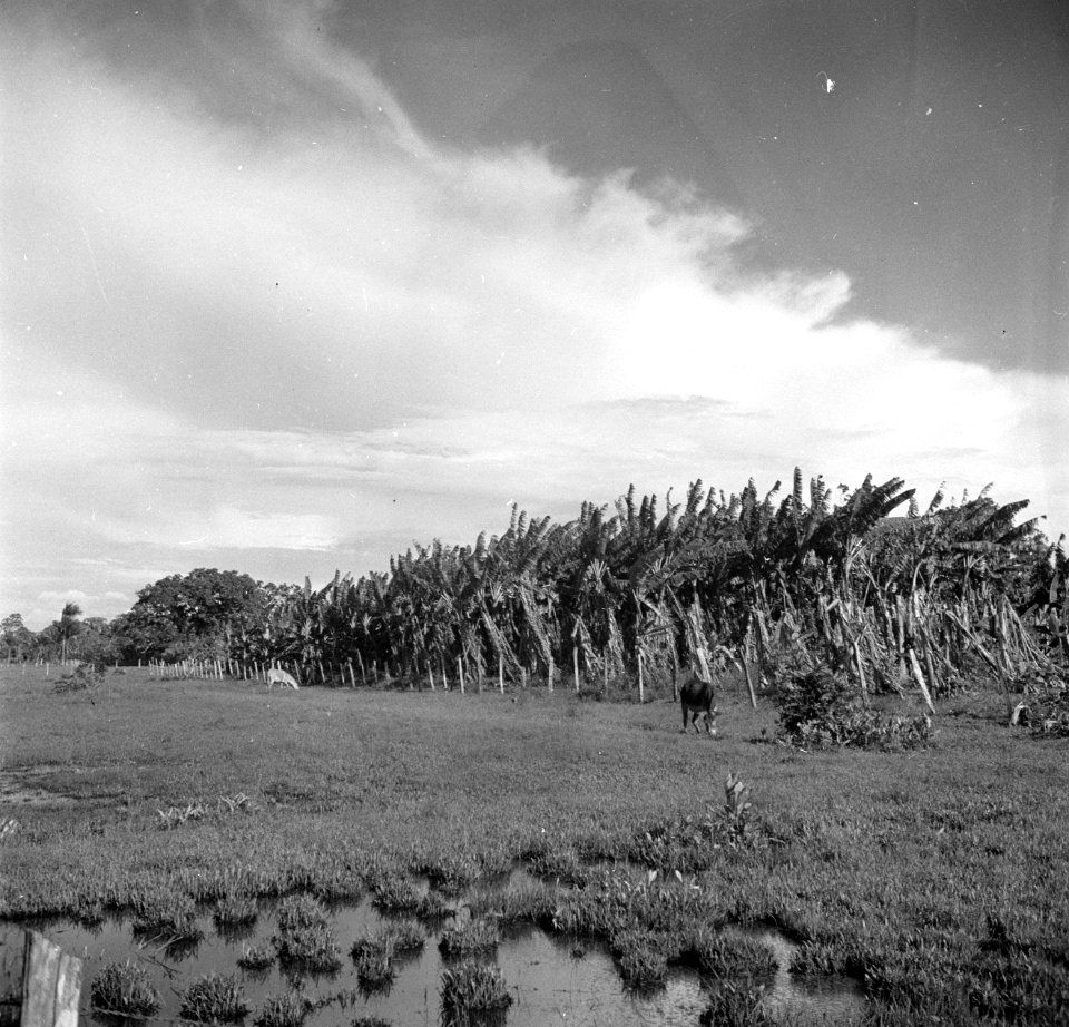 Aanplant van palmen op een plantage in Suriname, Bestanddeelnr 252-6415