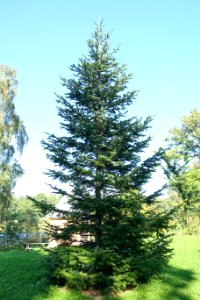 Abies sachalinensis var. mayriana - Bergianska trädgården - Stockholm, Sweden - DSC00511
