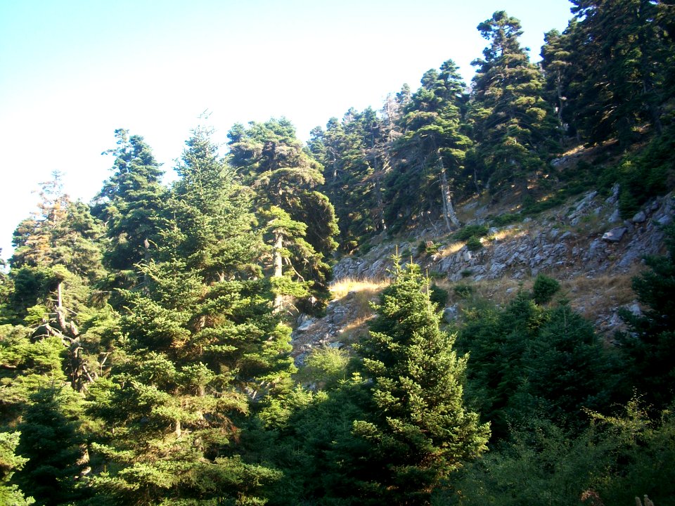 Abies cephalonica - Euboea 4