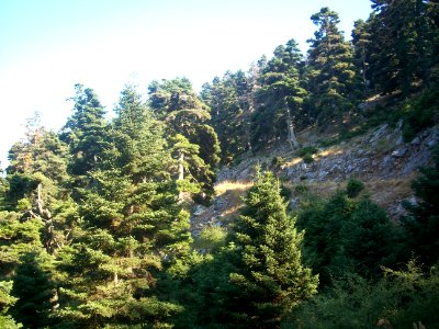 Abies cephalonica - Euboea 4