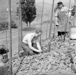 Aanleggen van een wijngaard bij Brodenbach, Bestanddeelnr 254-3849