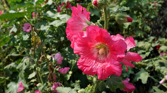 Garden leaves flower garden