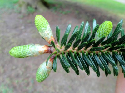 Abies chensiensis - Botanischer Garten Freiburg - DSC06476