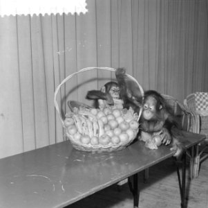 Aapje Tom viert verjaardag in Blijdorp, Tom (r) met vriendinnetje Diny (l), Bestanddeelnr 916-2301