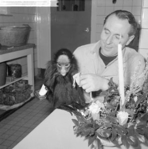 Aapje in Artis, Bestanddeelnr 914-6568