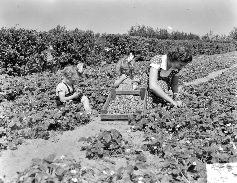 Aardbeienpluk in Heemskerk, Bestanddeelnr 904-6040