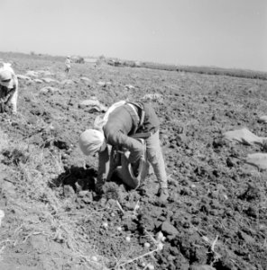 Aardappeloogst Vrouwen zijn bezig de aardappelen te verzamelen op de akker, Bestanddeelnr 255-4591