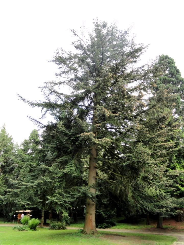 Abies chensiensis - Botanischer Garten Freiburg - DSC06478