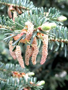 Abies chensiensis - Botanischer Garten Freiburg - DSC06477