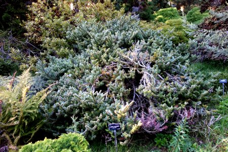 Abies fargesii - San Francisco Botanical Garden - DSC09992