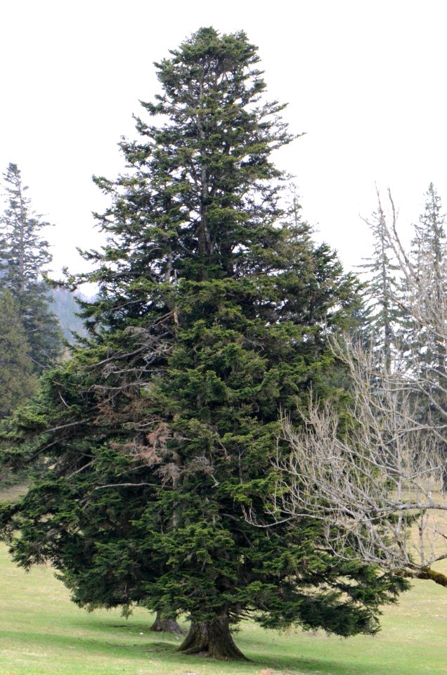 Abies alba Tree
