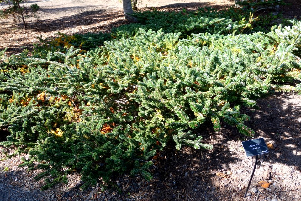 Abies fabri - Mendocino Coast Botanical Gardens - DSC02069