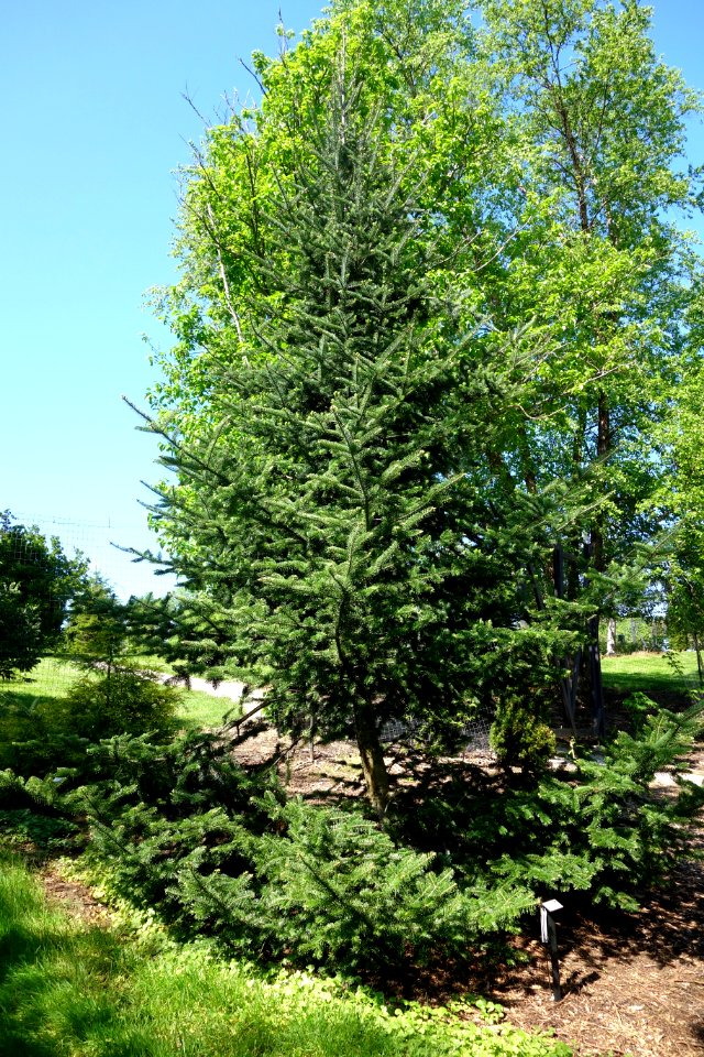 Abies balsamea var. phanerolepis - Stanley M. Rowe Arboretum - DSC03386
