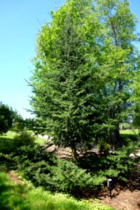 Abies balsamea var. phanerolepis - Stanley M. Rowe Arboretum - DSC03386