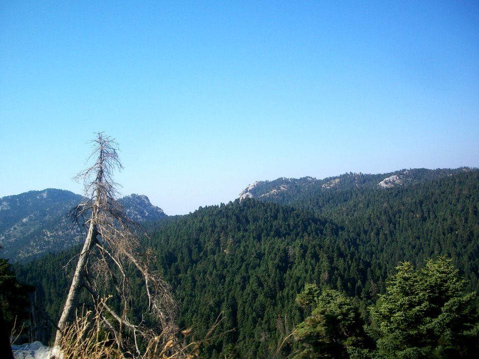 Abies cephalonica - Euboea 2