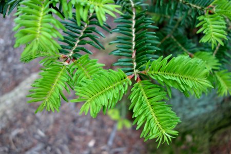 Abies firma - Longwood Gardens - DSC00773