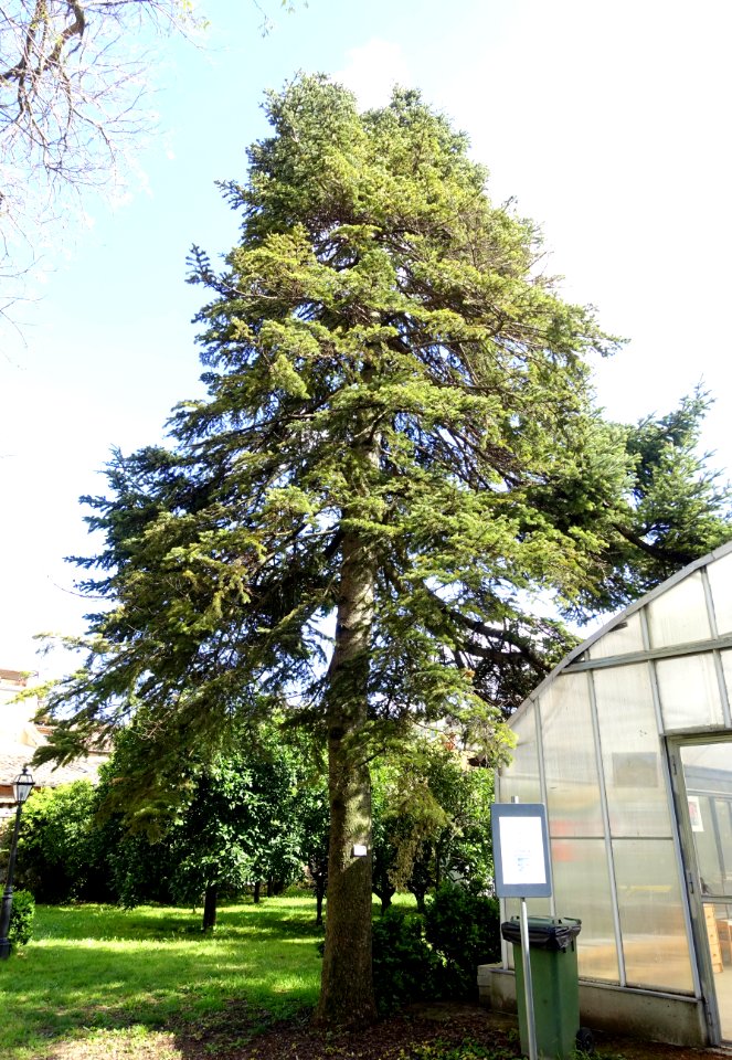 Abies cephalonica - Orto botanico - Rome, Italy - DSC09836