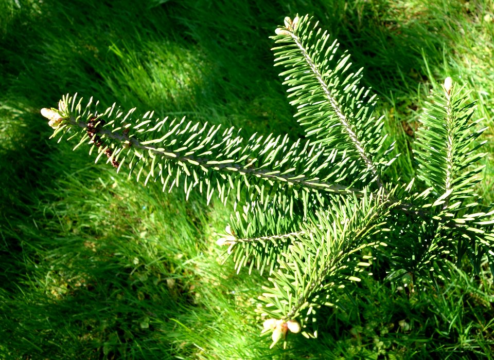 Abies balsamea var. phanerolepis - Stanley M. Rowe Arboretum - DSC03388