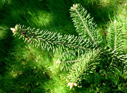 Abies balsamea var. phanerolepis - Stanley M. Rowe Arboretum - DSC03388