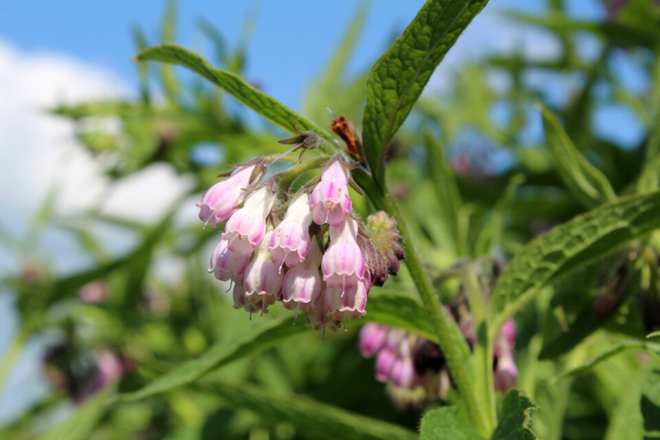 Lægekulsukker symphytum officinalis doctor comfrey