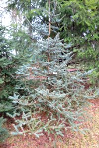Abies squamata - Botanischer Garten, Dresden, Germany - DSC08774