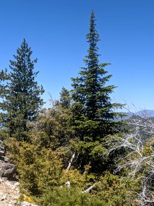 Abies bracteata, Ventana Wilderness above Big Sur, California 3