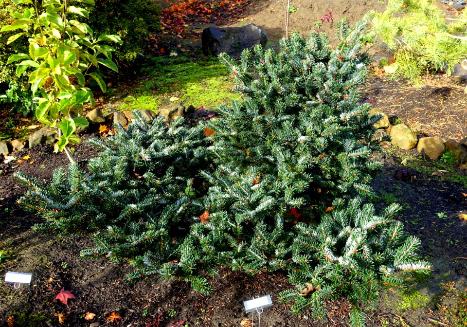 Abies forrestii var. georgei - Oregon Garden - Silverton, Oregon - DSC00295