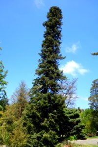Abies cilicica - Morris Arboretum - DSC00490