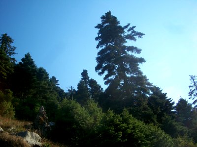 Abies cephalonica - Euboea 5