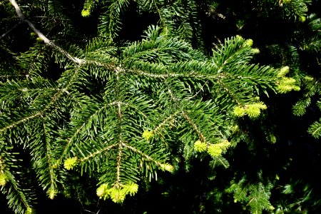 Abies cilicica - Morris Arboretum - DSC00492