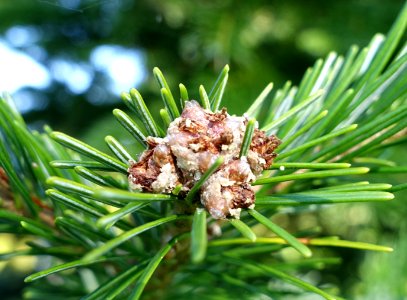 Abies sachalinensis var. mayriana - Bergianska trädgården - Stockholm, Sweden - DSC00514