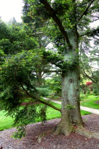 Abies firma - Longwood Gardens - DSC00775