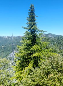 Abies bracteata, Ventana Wilderness above Big Sur, California 2