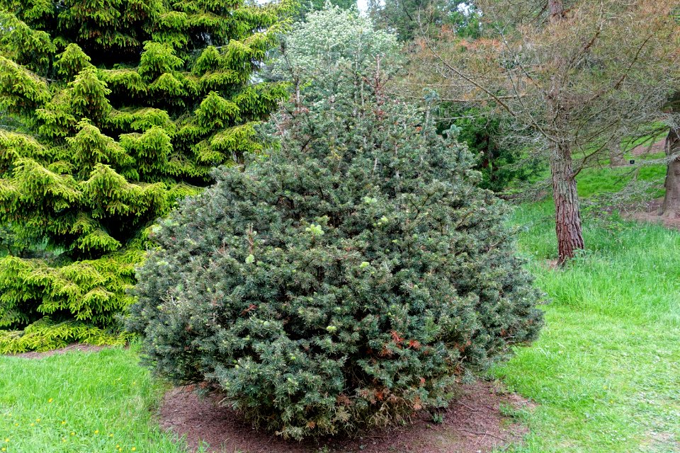 Abies balsamea - Hillier Gardens - Romsey, Hampshire, England - DSC04413