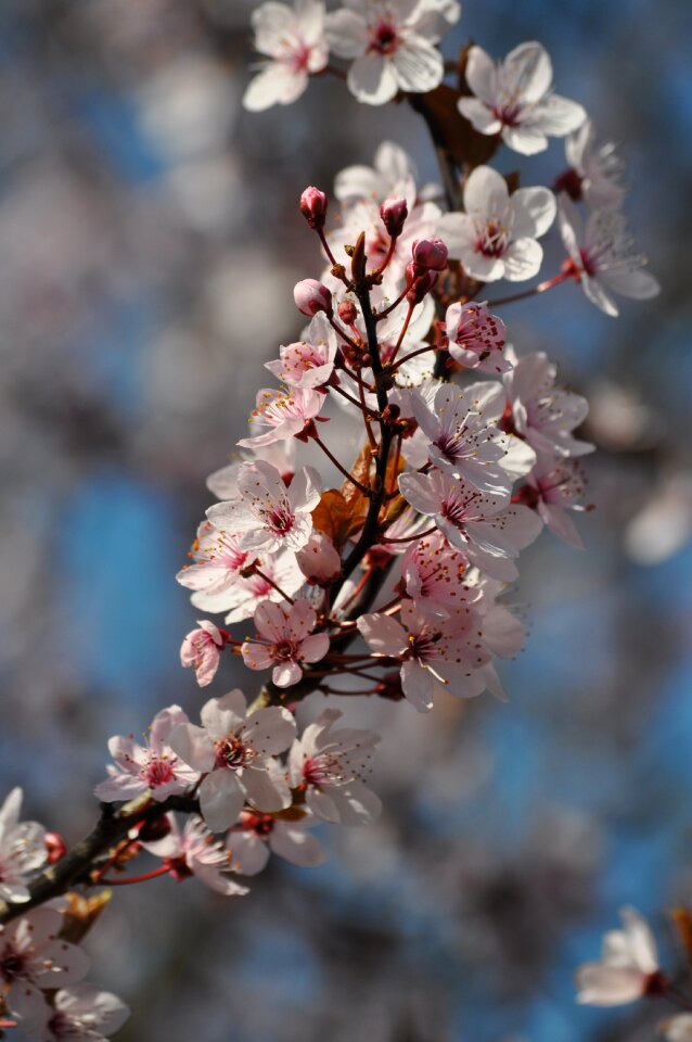 Flowers blossom flowering twig