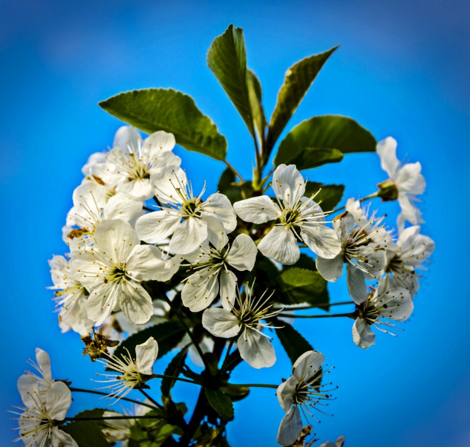 Nature apple flower