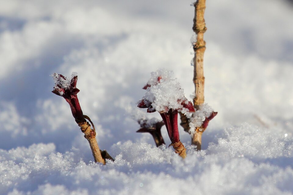 Life renaissance winter
