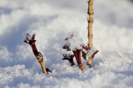 Life renaissance winter