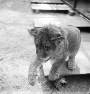 Acht maanden oude leeuwenvierling in dierenpark Wassenaar, Bestanddeelnr 934-7187