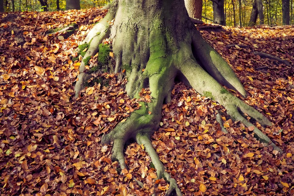 Forest farbenspiel leaves