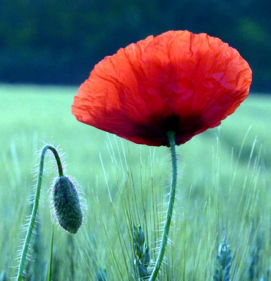 Petals nature flowering