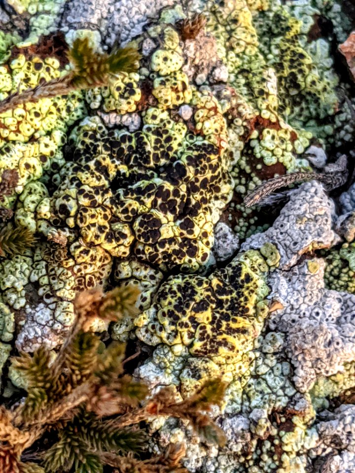 Acarospora schleicheri 59812194
