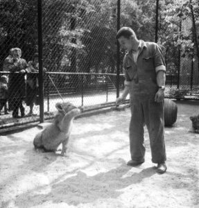Acht maanden oude leeuwenvierling in dierenpark Wassenaar, Bestanddeelnr 934-7183