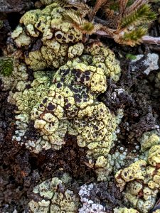 Acarospora schleicheri 59811950