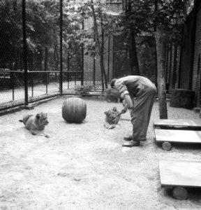 Acht maanden oude leeuwenvierling in dierenpark Wassenaar, Bestanddeelnr 934-7186
