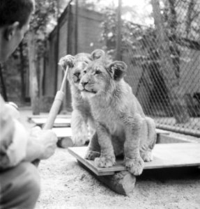 Acht maanden oude leeuwenvierling in dierenpark Wassenaar, Bestanddeelnr 934-6212